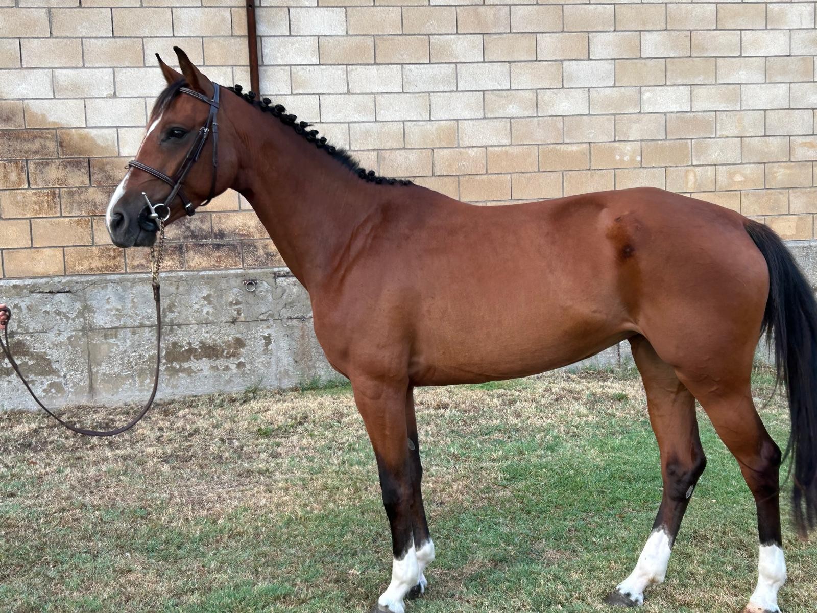 horse